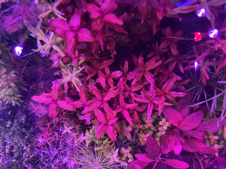 Rotala Macrandra Redkępa w akwarium
