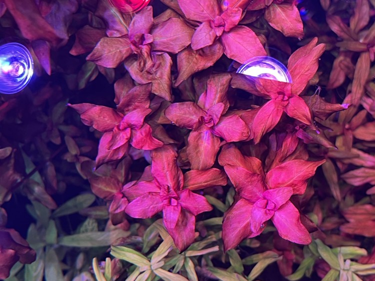 Rotala Macrandra Red kępa z góry wybarwiona