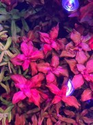 Rotala Macrandra Red_subelysium piękna karminowa kępa z góry
