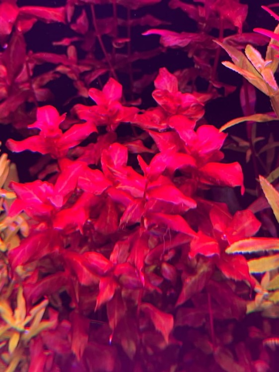 Rotala Macrandra Red_subelysium czerwona