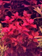Rotala Macrandra Red czerwona kępa akcent czerwieni
