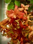 Rotala Orange Juice piękna pomarańczowa sadzonka w akwarium by SubElysium