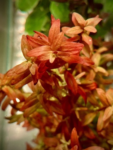 Rotala Orange Juice piękna pomarańczowa sadzonka w akwarium by SubElysium