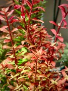 Rotala Orange Juice piękna zielono pomarańczowa sadzonka w akwarium by SubElysium