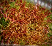 Rotala Orange Juice piękna gęsta kępa w akwarium by SubElysium