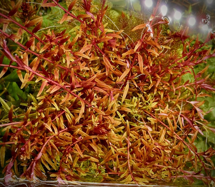 Rotala Orange Juice piękna gęsta kępa w akwarium by SubElysium