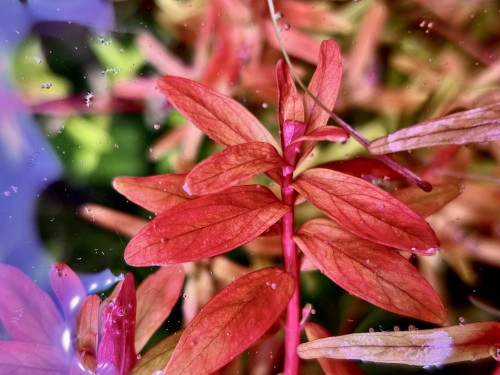 Rotala Orange Juice zbliżenie na szczyt i listki by SubElysium