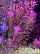 Rotala Wallichi różowe sadzonki w akwarium by SubElysium