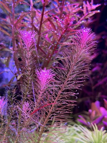 Rotala Wallichi różowe sadzonki w akwarium by SubElysium