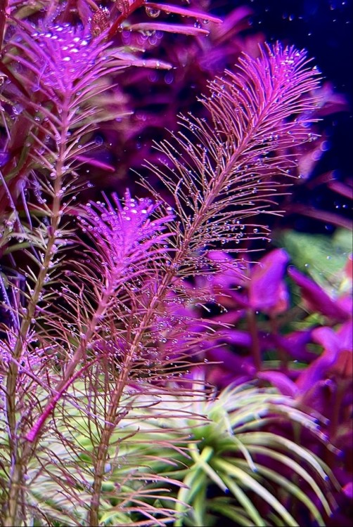 Rotala Wallichi różowe puszyste sadzonki by SubElysium