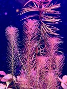 Rotala Wallichi kępa by SubElysium