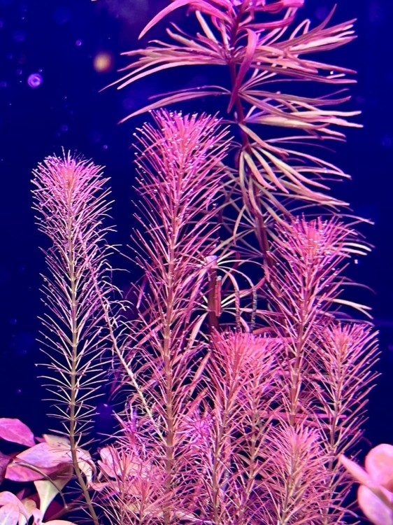 Rotala Wallichi kępa by SubElysium