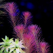 Rotala Wallichi różowa piękna na czarnym tle by SubElysium