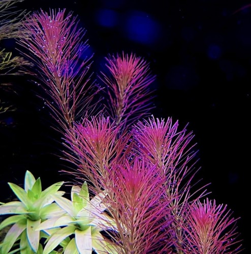 Rotala Wallichi różowa piękna na czarnym tle by SubElysium