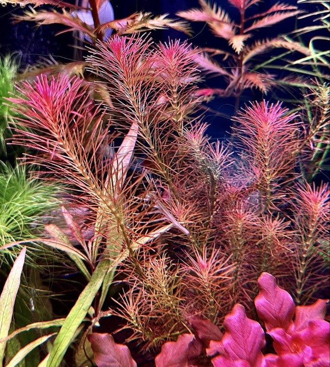 Rotala Wallichi delikatna piękna kępa by SubElysium