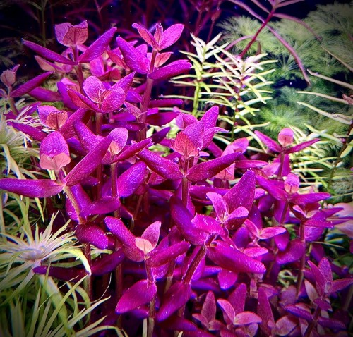 Bacopa salzmanii Purple piękna różowa kępa