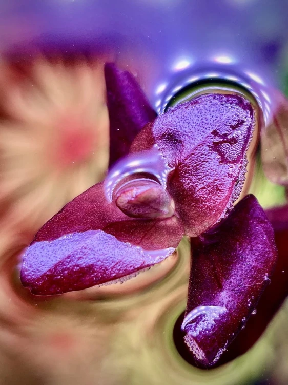 Bacopa salzmanii Purple piękna różowa zbliżenie na liść