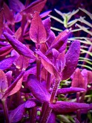 Bacopa salzmanii Purple piękne sadzonki bąbelki powietrza