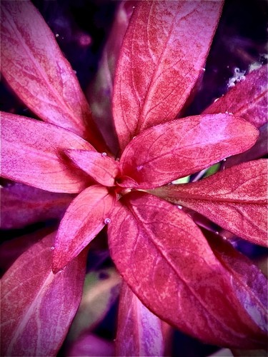 ludwigia peruensis sub Elysium zbliżenie na szczyt