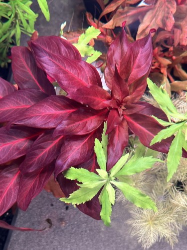 ludwigia peruensis subElysium  pięknie wybarwiona bordowa z jasnym nerwem widok z góry