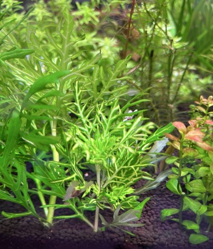 Hygrophila Difformis Variegated subElysium na czarnym podłożu.jpg