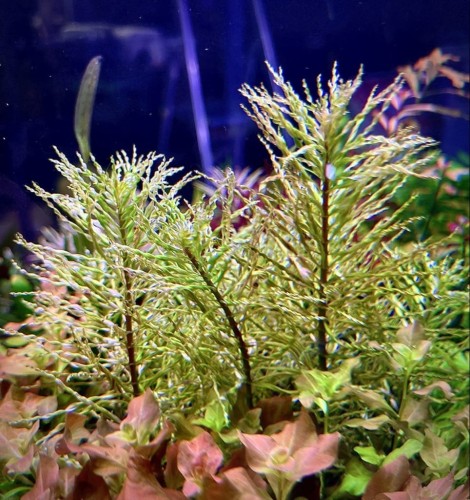 Ludwigia inclinata var. verticillata Curly Tornado w akwarium