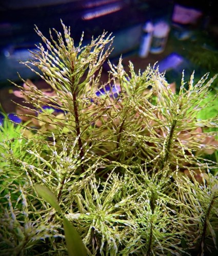 Ludwigia inclinata var verticillata Curly Tornado w akwarium kępa