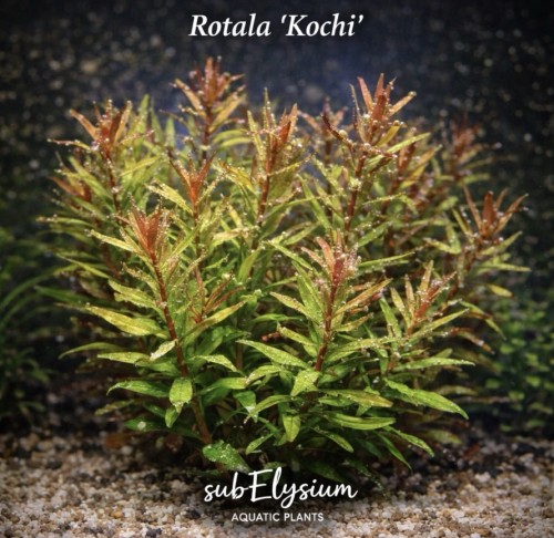 Rotala kochi kępa nazwa.jpg