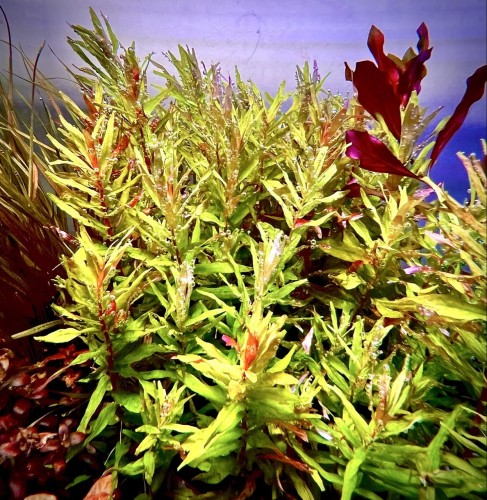 Rotala kochi kępa w akwarium z innymi.jpg