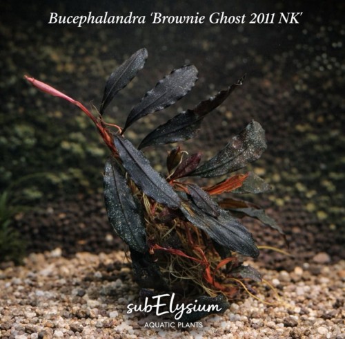 Bucephalandra Brownie Ghost 2011 NK na żwirze.jpg