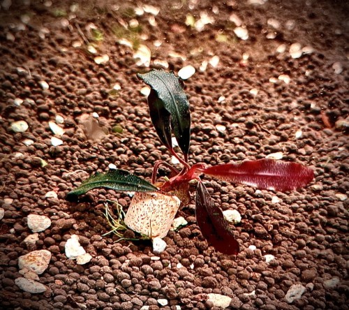 Bucephalandra Brownie Ghost 2011 NK sadzonka.jpg
