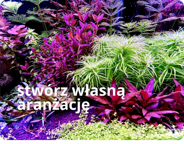 akwarium zbiorcze_subElysium